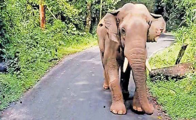 elephant.jpg