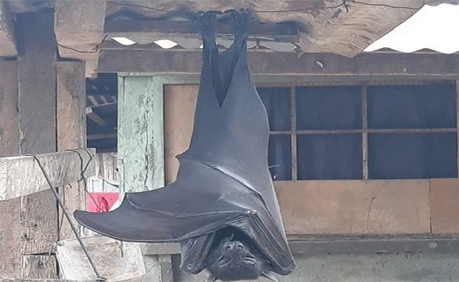 bat.gif