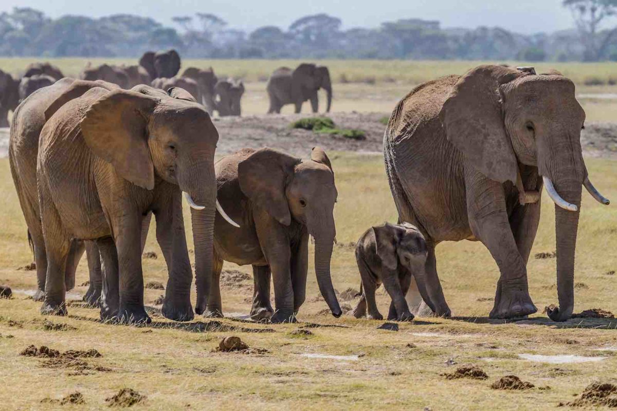 elephant-herd-in-natural-reserve-1200x800.jpg
