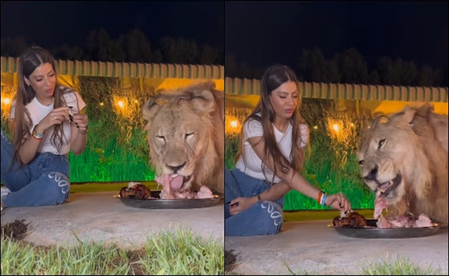 lion.jpg