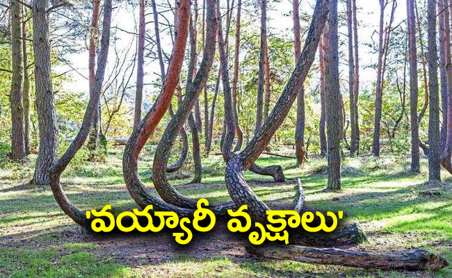 crooked-forest-poland-unsolved-mystery.jpg