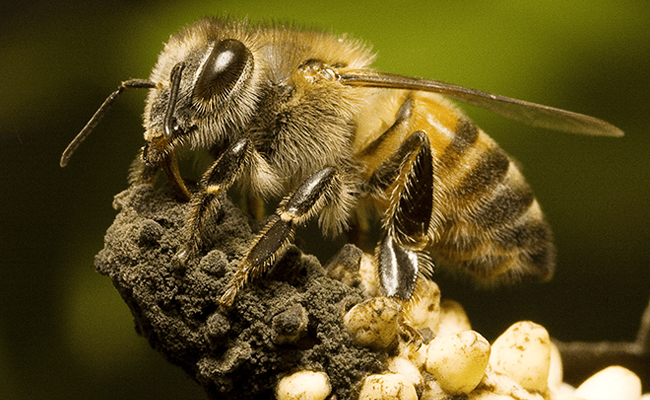 Africanized_20Bee.jpg 3