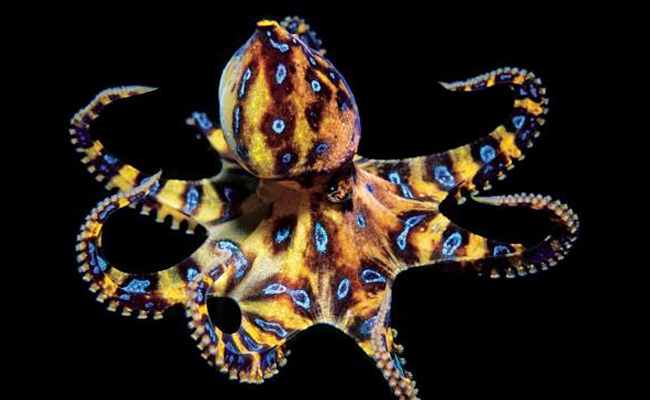 Blue_20Ringed_20Octopus.jpg 4