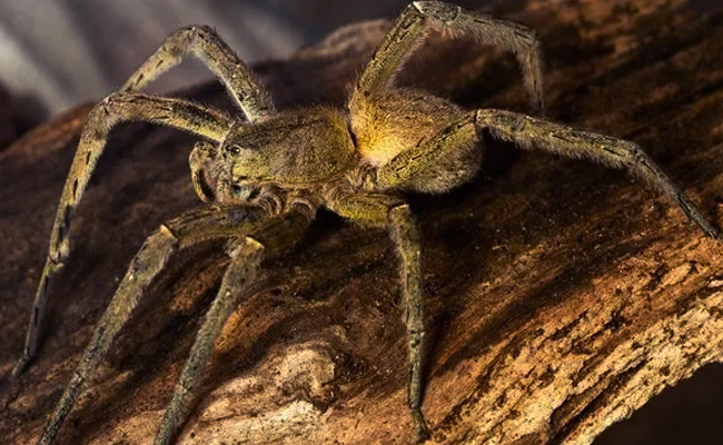 Brazilian_20Wandering_20Spider.jpg 5