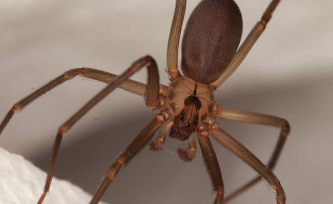 Brown_20Recluse_20Spider.jpg 10