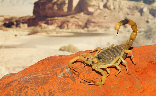 Deathstalker_20Scorpion.jpg 8