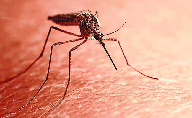 Mosquito.jpg 2