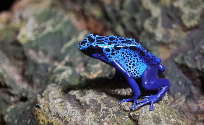 Poison_20Dart_20Frog.jpg 7