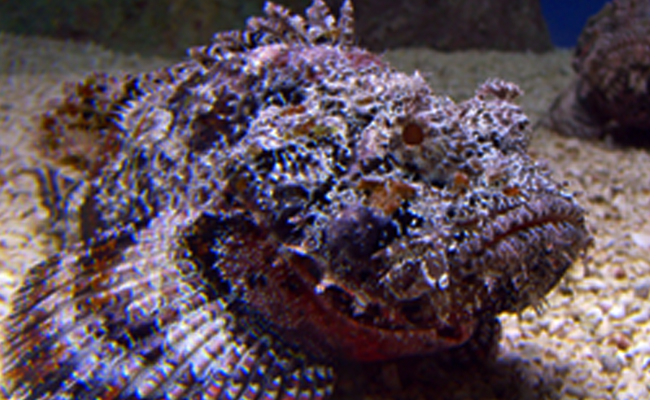 Stonefish.jpg 11