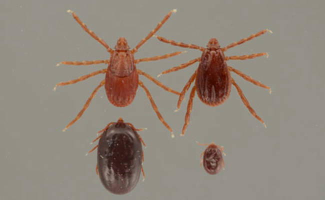 Ticks.jpg 6