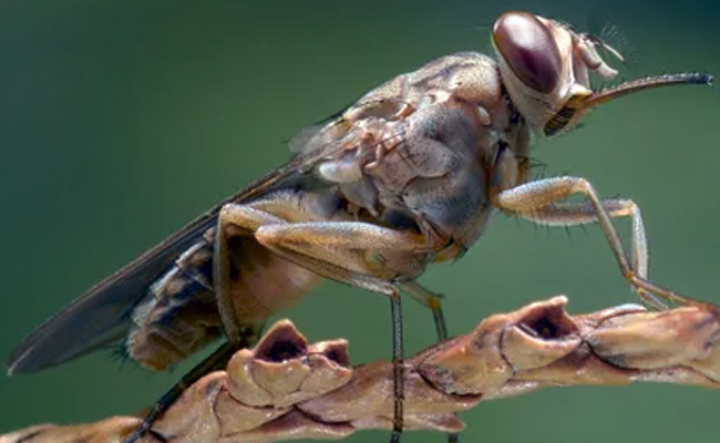 Tsetse_20Fly.jpg 9
