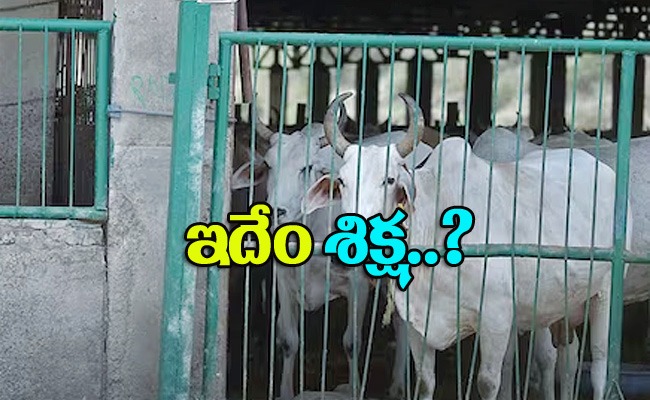 cow_img2.jpeg