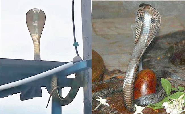 shivalaym-naagupaamu.jpg