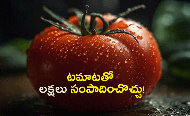 tomato-farming-business-benefits.png