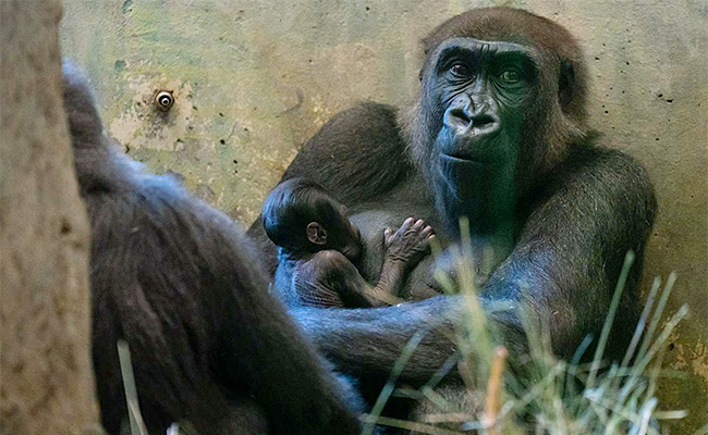 Gorilla-Thought-To-Be-Male-Gives-Birth.jpg