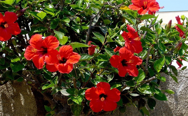 Hibiscus.jpg