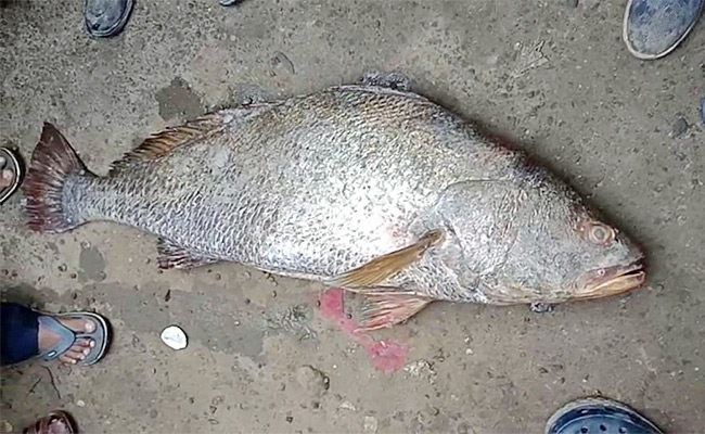 Kachidi-fish-Sold-For-Record-Rate-At-Kakinada.jpg