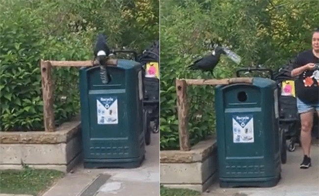 crow.gif