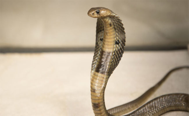 snake.jpg