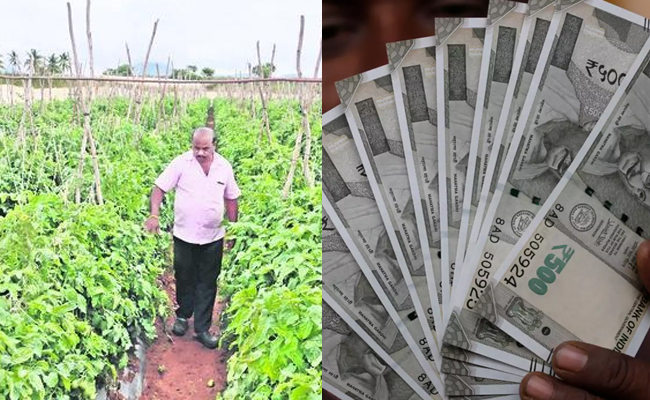 Karnataka_20Farmer_20Earns_20More_20Profit_20This_20Year_20On_20Tomato_20Crop.jpg