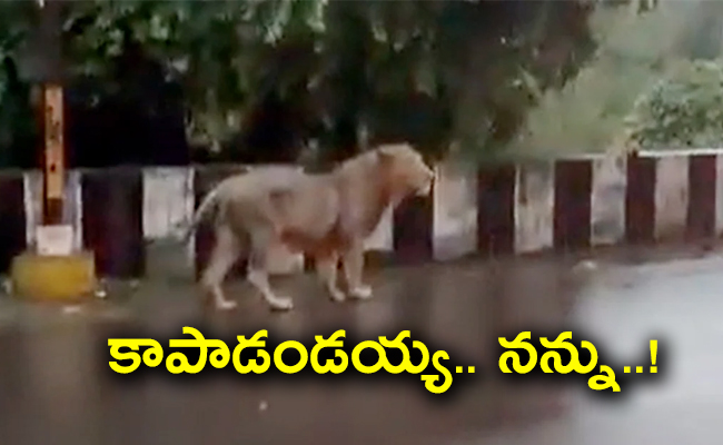 lion-stroll-rain-battered-gujarat-junagadh.jpg
