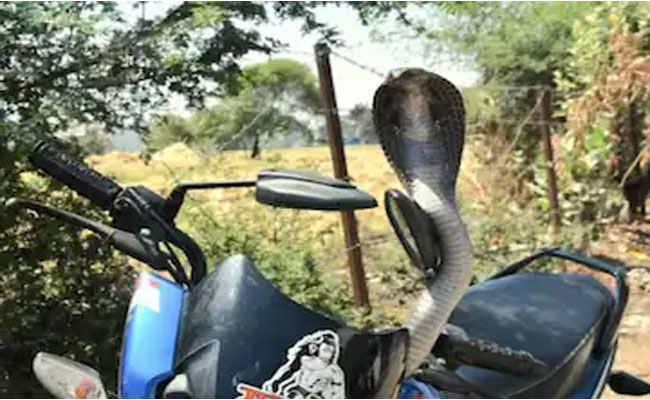 snake_20on_20xl_20bike.jpg
