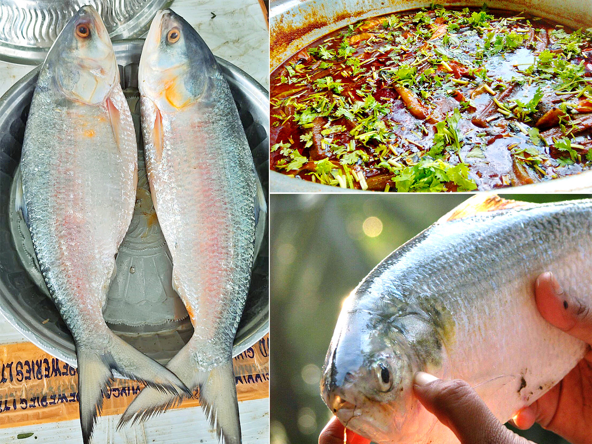 Godavari_20Special_20Pulasa_20fish_20Pics-1.jpg 1