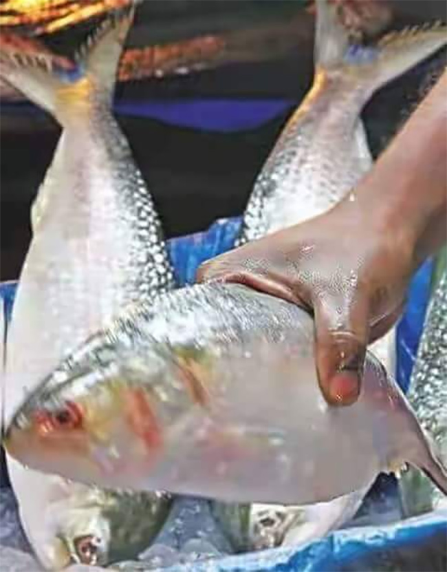 Godavari_20Special_20Pulasa_20fish_20Pics-10.jpg 10