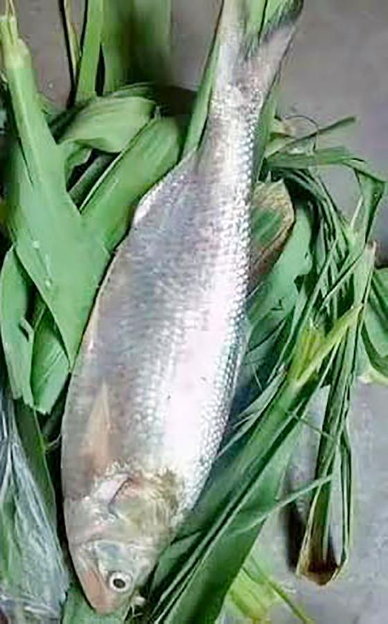Godavari_20Special_20Pulasa_20fish_20Pics-12.jpg 12