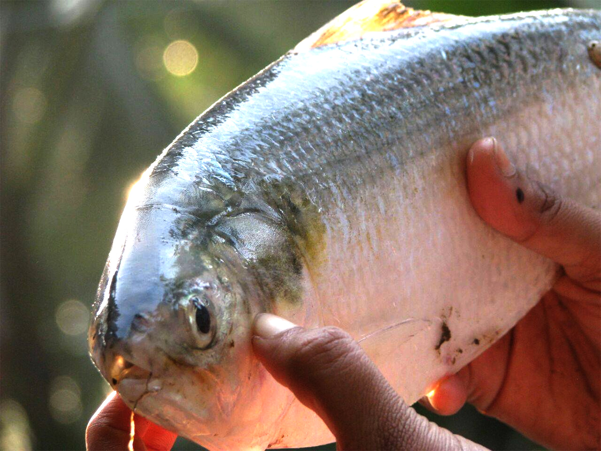 Godavari_20Special_20Pulasa_20fish_20Pics-2.jpg 2