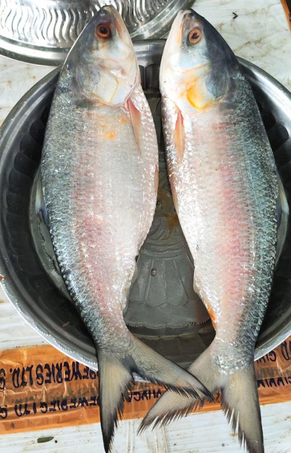 Godavari_20Special_20Pulasa_20fish_20Pics-4.jpg 4