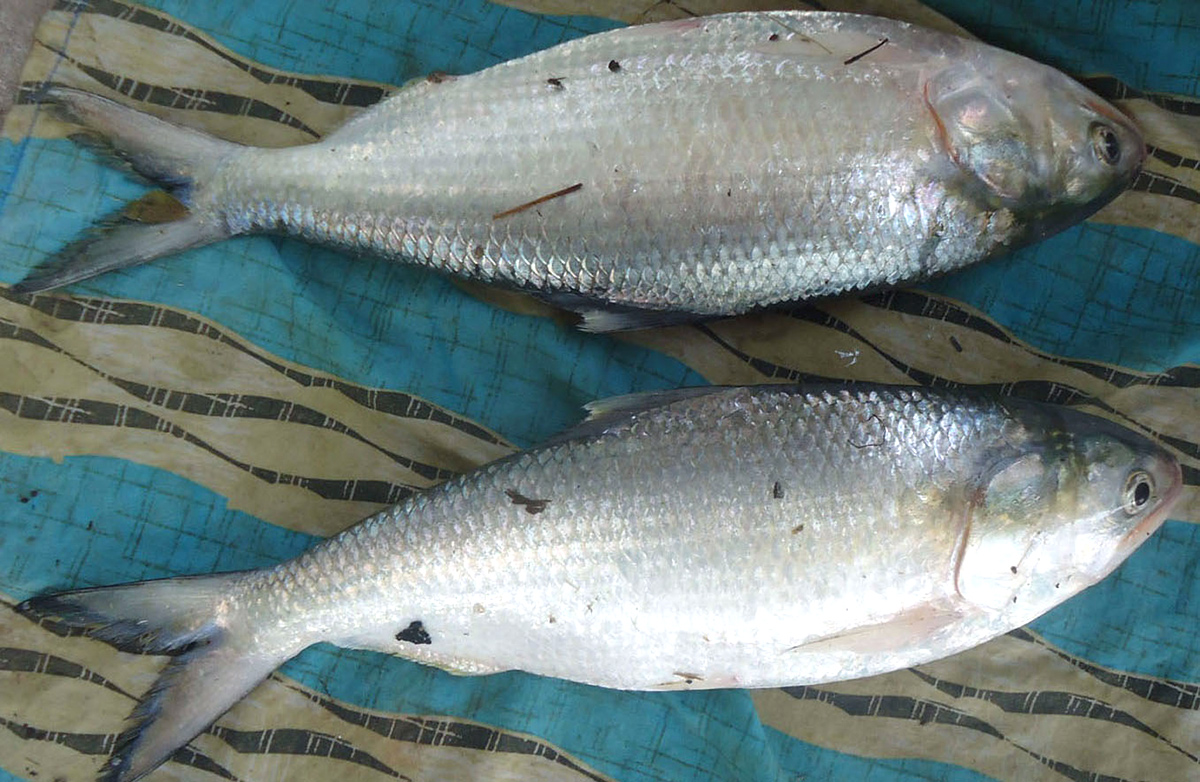 Godavari_20Special_20Pulasa_20fish_20Pics-5.jpg 5