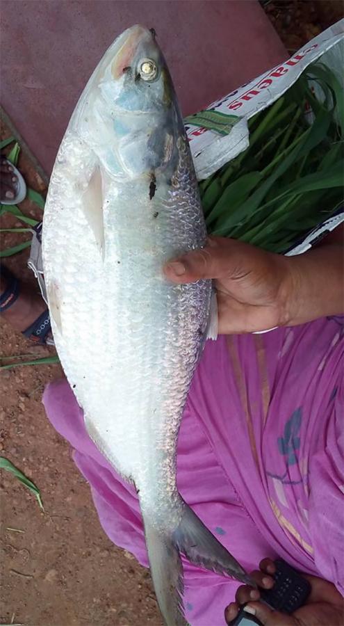Godavari_20Special_20Pulasa_20fish_20Pics-6.jpg 6