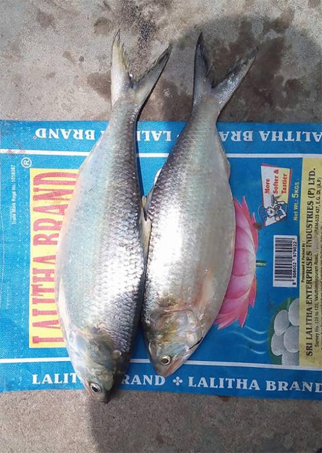 Godavari_20Special_20Pulasa_20fish_20Pics-7.jpg 7