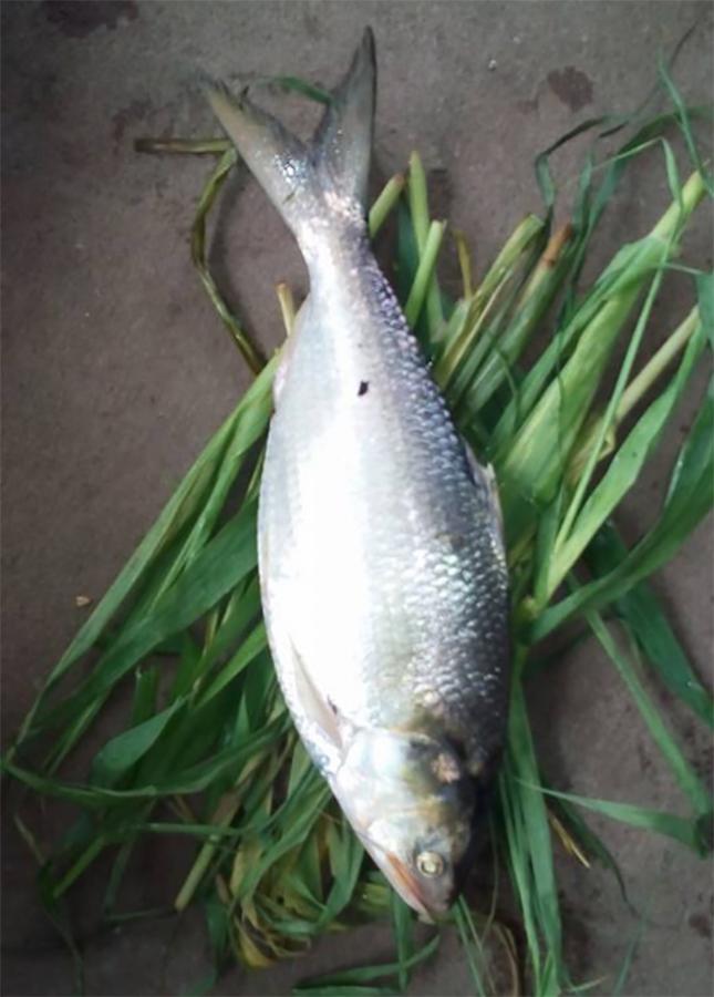 Godavari_20Special_20Pulasa_20fish_20Pics-8.jpg 8