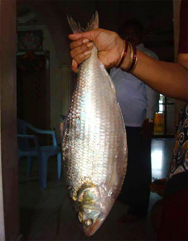 Godavari_20Special_20Pulasa_20fish_20Pics-9.jpg 9