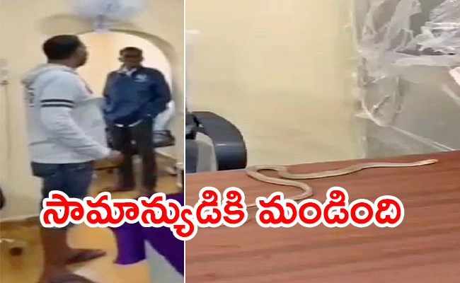 Snake-At-GHMC-Office-Video.jpg