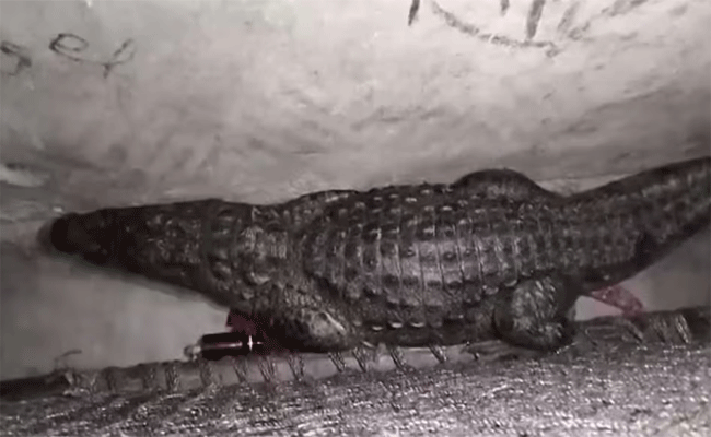 crocodile.gif