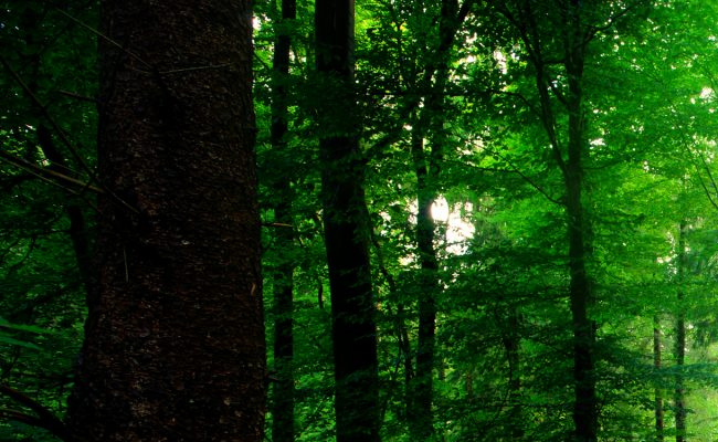 forest.jpg