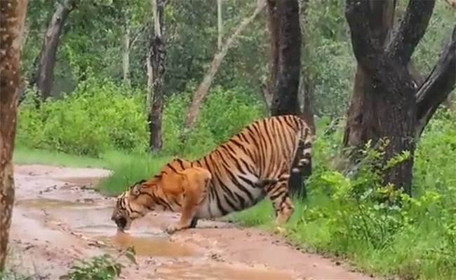 tiger.gif