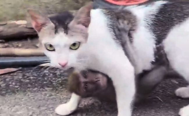 cat.jpg