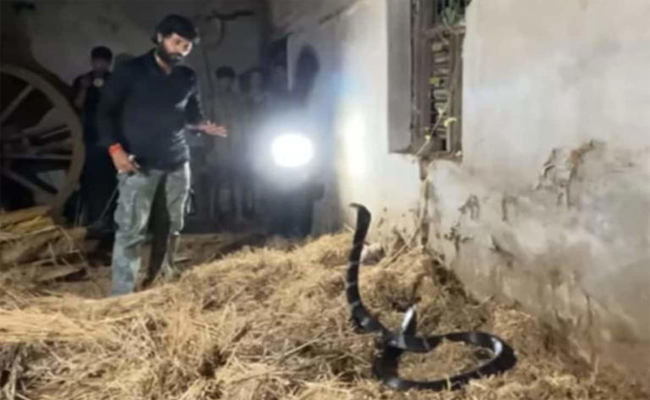 snake.jpg