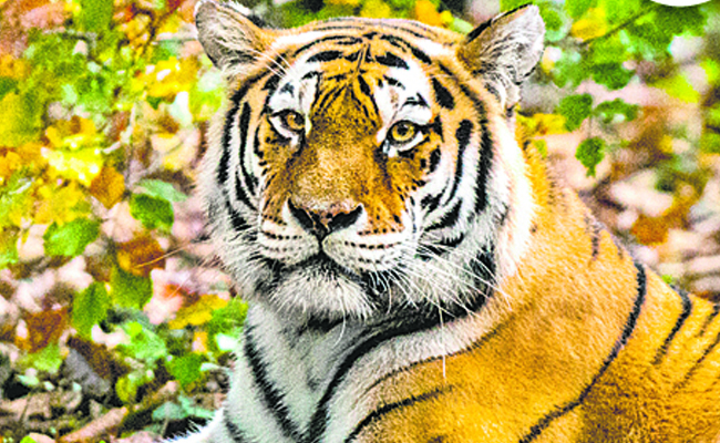 tiger_0.jpg