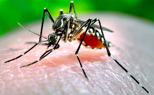 Dengue-Cases.jpg