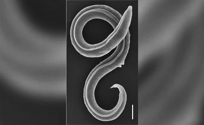 worm.jpg