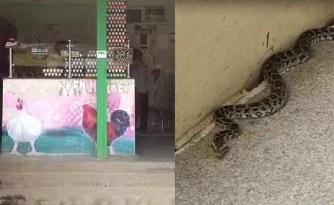 Python-Caught-In-Chicken-Sh.jpg