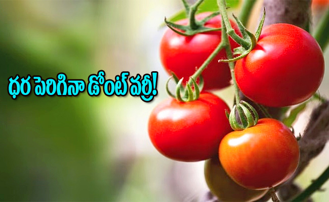 Tomato.jpg