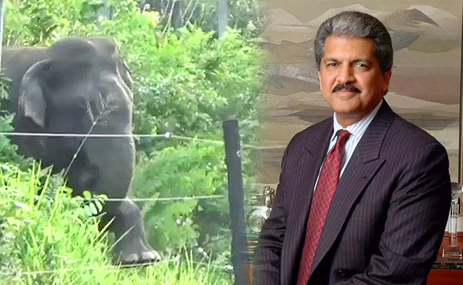 Anand-Mahindra-Advice-Overcoming.jpg