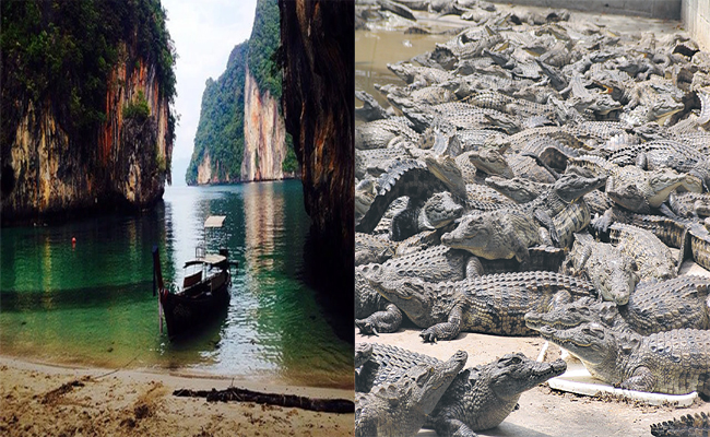 croco.jpg