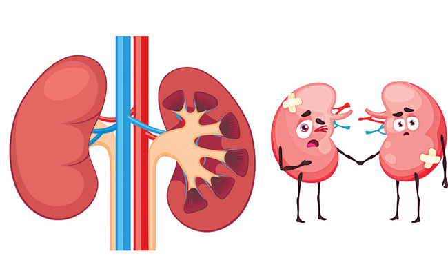 kidney.jpg